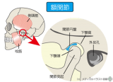 顎の問題 かみ合わせなどからくる 頭痛 肩こり 目の症状など 葛飾区 青戸 青砥 高砂 柴又の整体 接骨院はたじり整骨院